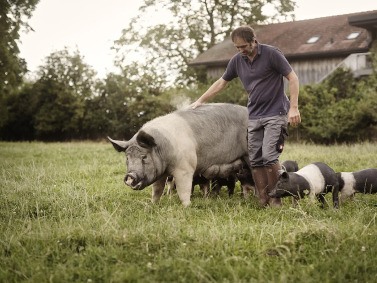 Bauer und Schweine als Symbolbild für das E-Commerce Marketing Agentur Projekt Uelihof